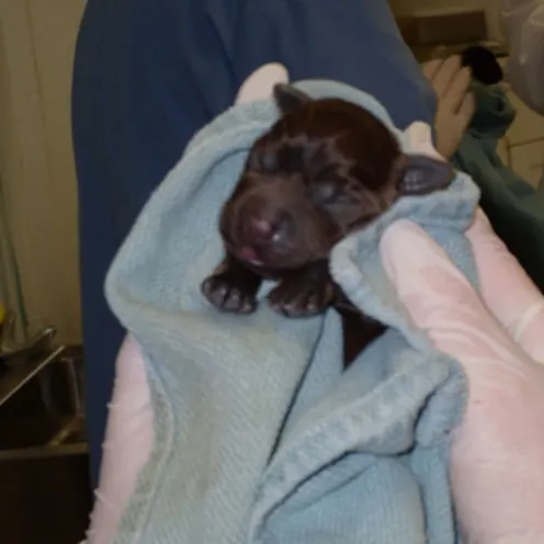 Brightwood Animal Hospital Newborn Puppy